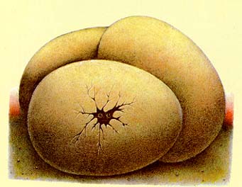 dragon egg